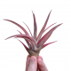Tillandsia Capitata Peach Red