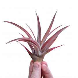 Tillandsia Capitata Peach Red