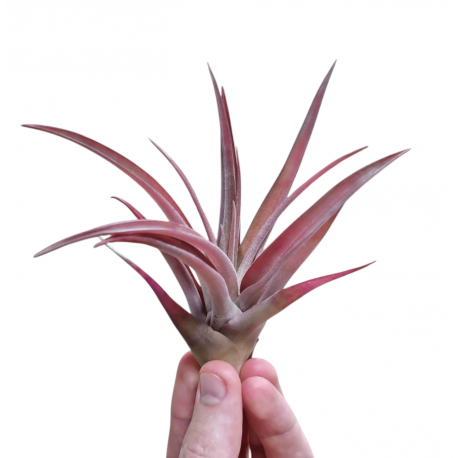 Tillandsia Capitata Peach Red