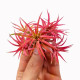 Tillandsia Ionantha Clumb red - Plante d'intérieur et de terrarium