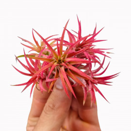 Tillandsia Ionantha Clumb red - Plante d'intérieur et de terrarium