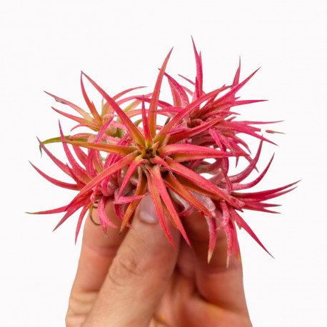 Tillandsia Ionantha Clumb red - Plante d'intérieur et de terrarium