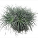 Tillandsia Silver Clamp - Plante d'intérieur et de terrarium