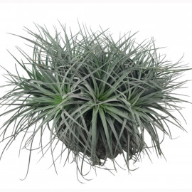 Tillandsia Silver Clamp - Plante d'intérieur et de terrarium