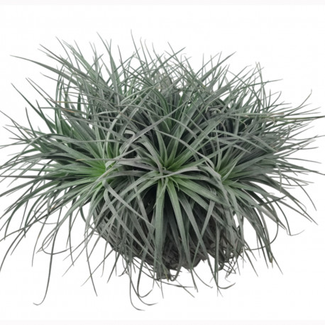 Tillandsia Silver Clamp - Plante d'intérieur et de terrarium