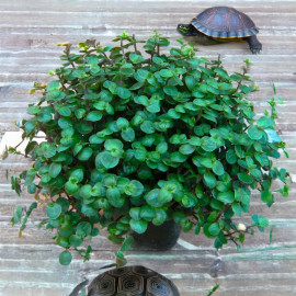 callisia repens