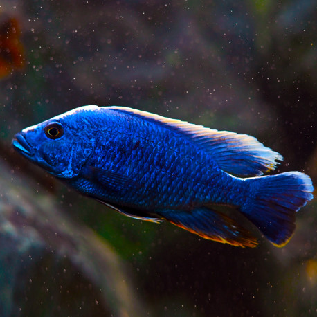 Aulonocara stuartgranti Blue nyassae 10-12cm -Full Colors Selection