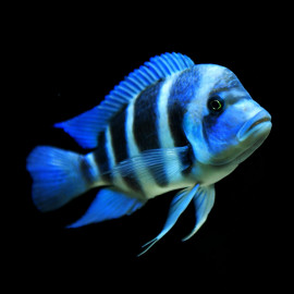 Cyphotilapia frontosa 8-10cm - Cichlidé herbivore