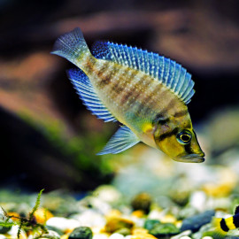 Altolamprologus compressiceps - Cichlidé comprimé du Tanganyika