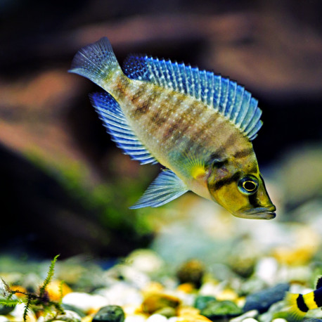 Altolamprologus compressiceps - Cichlidé comprimé du Tanganyika