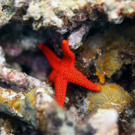 Fromia millepora - Étoile rouge poreuse
