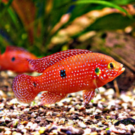 Hemichromis lifalili 4-5cm