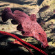Auchenoglanis occidentalis - Poisson chat du lac Malawi