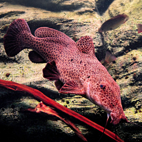 Auchenoglanis occidentalis - Poisson chat du lac Malawi