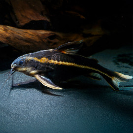 Platydoras costatus - poisson chat amazonien