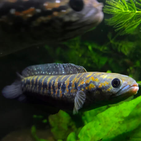 Channa asiatica