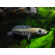 Channa asiatica