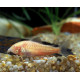 Corydoras albinos (Elevage) - Poisson de fond pour aquarium