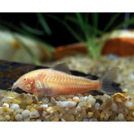 Corydoras albinos (Elevage) - Poisson de fond pour aquarium