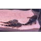 Panaquolus Alenquer L397 S (Sauvage - Colombie)
