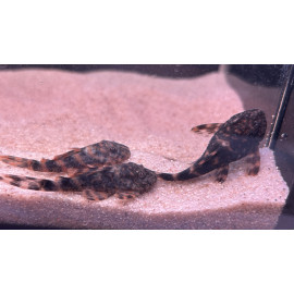 Panaquolus Alenquer L397 S (Sauvage - Colombie)