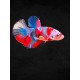 Betta mâle Plakat koï N°50