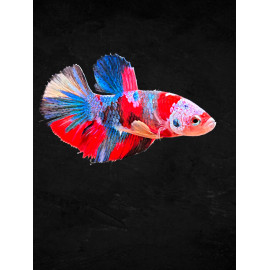 Betta mâle Plakat koï N°50