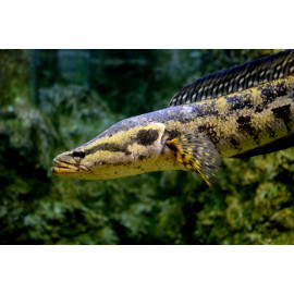 Channa lucius M - Tête de serpent
