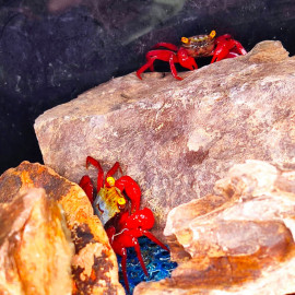 Geosesarma rouxi Red Fire - Mâle - Crabe pour terrarium