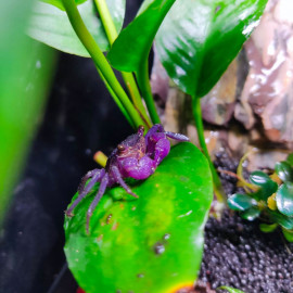 Geosesarma "All Purple" Mâle - Crabe vampire pour terrarium