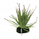 REPTO Plante Tillandsia Ion - Plante artificielle Terrarium