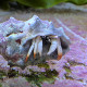 Calcinus Minutus - Bernard-l'ermite à doigts orangés