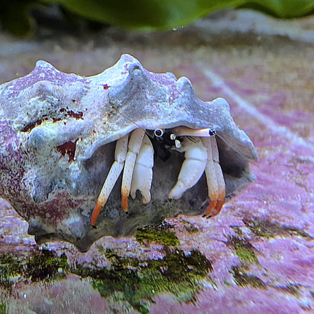 Calcinus Minutus - Bernard-l'ermite à doigts orangés
