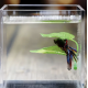 Superfish BETTA Bed 2 leaves - Plante d'aquarium artificielle