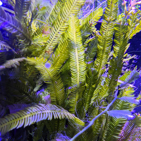 Caulerpa racemosa - Caulerpe raisin