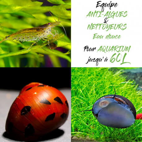 Pack Nettoyeurs Anti-Algues pour aquarium jusqu'à 60L Pack Nettoyeurs Anti-Algues pour aquarium jusqu'à 60L