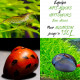 Pack Nettoyeurs Anti-Algues pour aquarium jusqu'à 60L