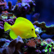 Zebrasoma xanthurum - Acanthure à queue jaune M