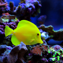 Zebrasoma xanthurum - Acanthure à queue jaune M