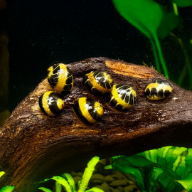 Escargot Mangeur d'algues Vittina (Neritina) waigiensis S