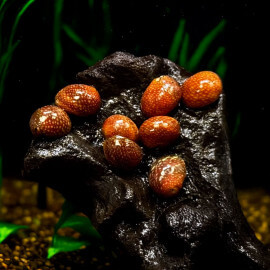Escargot Neritina sp Pumkin - Mangeur d'algues pour aquarium