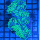 Euphyllia Ancora Toxic Green Blotched LPS - Corail pour aquarium