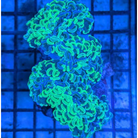 Euphyllia Ancora Toxic Green Blotched LPS - Corail pour aquarium