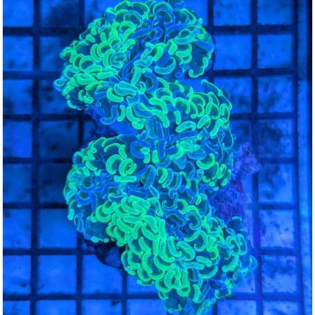 Euphyllia Ancora Toxic Green Blotched LPS - Corail pour aquarium