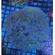 Euphyllia Ancora Toxic Green Blotched LPS - Corail pour aquarium