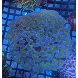 Euphyllia Ancora Toxic Green Blotched LPS - Corail pour aquarium