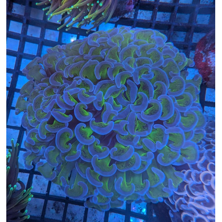 Euphyllia Ancora Toxic Green Blotched LPS - Corail pour aquarium