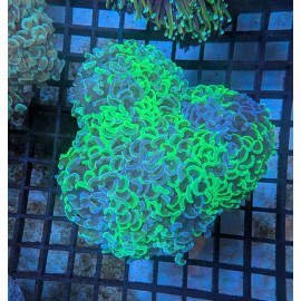 Euphyllia Ancora Toxic Green Blotched LPS - Corail pour aquarium