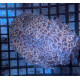 Euphyllia Ancora Toxic Green Blotched LPS - Corail pour aquarium
