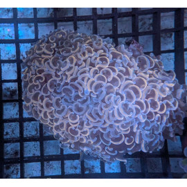 Euphyllia Ancora Toxic Green Blotched LPS - Corail pour aquarium